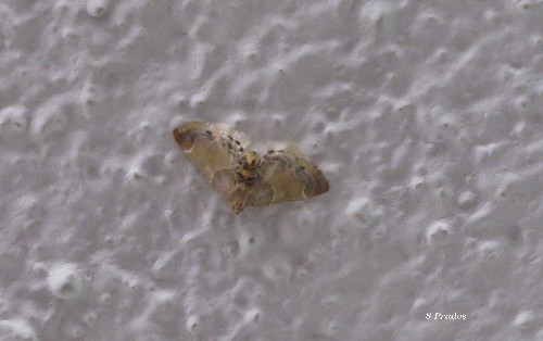 identificare piccola falena